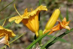 風途科技：種植黃花菜需要什么氣候條件？
